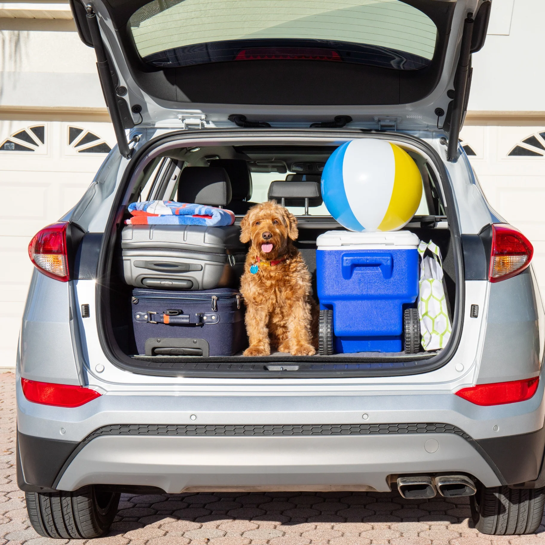 Vehicle loaded with travel gear and dog